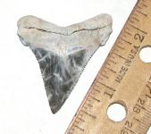 Lightning Streak Super Color Angustidens Shark Tooth